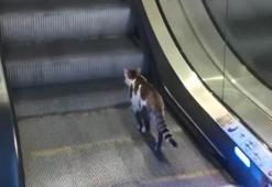Havalimanında kedinin yürüyen merdivenle imtihanı