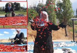 Coğrafi işaretli Cırgalan biberinde kurutma mesaisi başladı