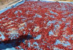 Coğrafi işaretli Cırgalan biberinde kurutma mesaisi başladı