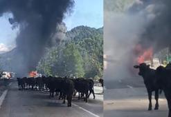 Otoyolda TIR yandı, dorsedeki hayvanları sürücü kurtardı