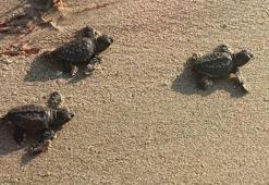 Aydın ve İzmir’de 9 yuvadan çıkan 469 caretta caretta yavrusu, denizle buluştu