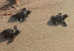 Aydın ve İzmir’de 9 yuvadan çıkan 469 caretta caretta yavrusu, denizle buluştu