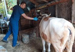 Kastamonu'da ‘şap’ nedeniyle 69 köye hayvan giriş- çıkışı yasaklandı