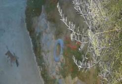 Evin önündeki ayakkabıları götüren tilki kamerada