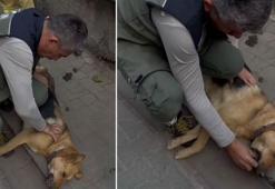 Orman işçisinin kalp masajı yaptığı köpek kurtarılamadı