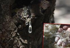 Çeşme'de sakız hasadı başladı