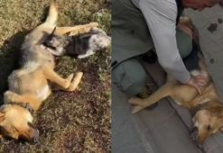 Orman işçisinin kalp masajı yaptığı köpek kurtarılamadı