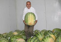 Diyarbakır’da 76 dev karpuz, yarışma öncesi soğuk hava deposunda korunuyor