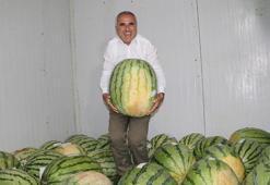 Diyarbakır’da 76 dev karpuz, yarışma öncesi soğuk hava deposunda korunuyor