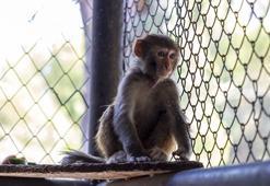 Şiddet mağduru maymun koruma altında
