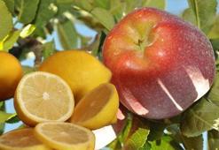 Limon ve elma, ihracı kayda bağlı mallar kapsamına alındı