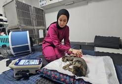 Darbe alıp felç kalan sokak kedisi, fizyoterapi ile yürümeye başladı