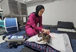 Darbe alıp felç kalan sokak kedisi, fizyoterapi ile yürümeye başladı