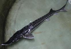 Havyarının kilosu bin avro olan mersin balığı, Bolu’da üretilip dünya pazarına sunulacak