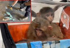 Habur Gümrük Kapısı'nda 3 şahin ve 2 makak maymunu ele geçirildi