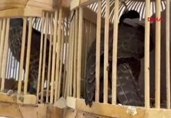 Habur Gümrük Kapısı'nda 3 şahin ve 2 makak maymunu ele geçirildi