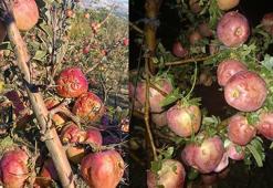 Isparta'da dolu elma bahçelerini vurdu; 4 bin 700 dekar alanda zarar oluştu