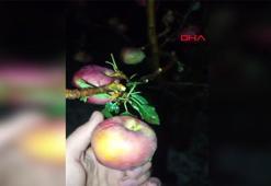Isparta'da dolu elma bahçelerini vurdu; 4 bin 700 dekar alanda zarar oluştu