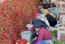 Gaziantep’te 8 bin tarım işçisi ile ‘acı’ mesaisi