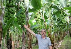Antalya'da muz sezonu; hasat başladı