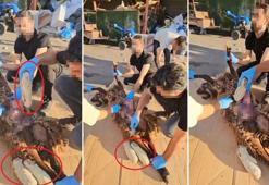 Ölü koyunun karnında uyuşturucu sevkiyatı polise takıldı: 1 gözaltı