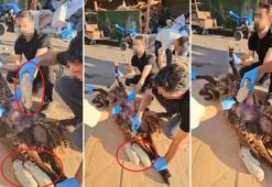 Ölü koyunun karnında uyuşturucu sevkiyatı polise takıldı: 1 gözaltı