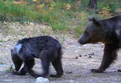 Yavrularıyla gezen boz ayı ve karacalar fotokapanda