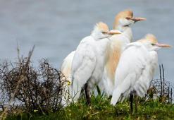 Doğal sit alanı ilan edilen Milleyha Sulak Alanı’nda seyirlik kuş manzaraları