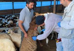 Kars'ta 1,5 milyon küçükbaş, hastalıklara karşı aşılanıyor