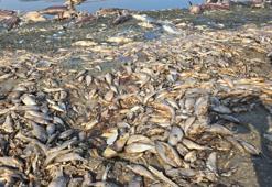Kuraklık nedeniyle Çınarlı Göleti'nde balık ölümleri arttı