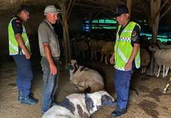 Çalındığı belirtilen 18 küçükbaşı jandarma buldu