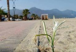 Kuşadası’nda yıllar sonra çiçek açan ‘kum zambağı’ koruma altına alındı