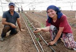 52 bin dönüm serada güz dönemi üretimi domates ekimiyle başladı