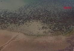 Yurttaki baraj doluluk oranları kritik seviyelerde