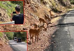 Munzur Vadisi’nde araç ve insan baskısı yaban hayatını tehdit ediyor