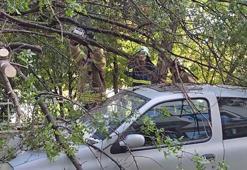 Kadıköy’de yola ağaç devrildi, 2 otomobilde hasar oluştu