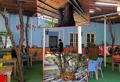 Meyve ağaçları, kafenin ortasında kaldı