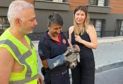 Avcılar’da aracın motor bölümüne sıkışan kediyi yolda fark etti; itfaiye kurtardı