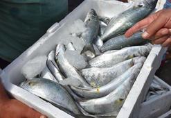 Ege'de balık bereketi; lüfer bile ağlara takıldı