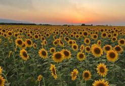 Aydın'da ayçiçeği tarlaları ilgi odağı oldu