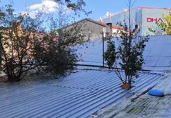 Meyve ağaçları, kafenin ortasında kaldı