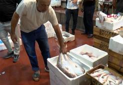 Akdeniz'de av yasağı kalktı; 1 kilo fiyatına 1 kasa balık