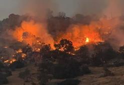 Prof. Dr. Kılıç: Yangınlar, iki önemli kuş göç yolunu olumsuz etkiledi