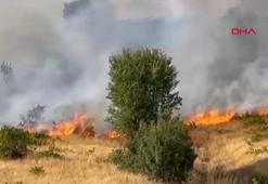 Prof. Dr. Kılıç: Yangınlar, iki önemli kuş göç yolunu olumsuz etkiledi