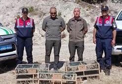 Kütahya'de ele geçirilen 142 saka kuşu doğaya salındı