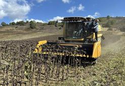 Yerli ve milli hibrit ayçiçeği, Kocaeli'nde hasat edildi