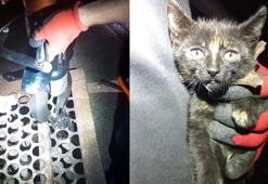 Mazgaldan kurtarılan yavru kediye 'Mazgal' adı verildi