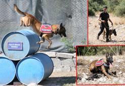 Jandarma köpeği 'Hane', orman yangınlarında kundaklama tespitinde görev yapıyor