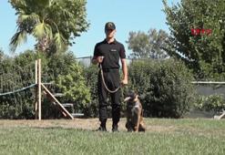 Jandarma köpeği 'Hane', orman yangınlarında kundaklama tespitinde görev yapıyor