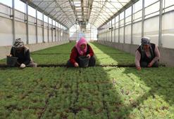 Kayseri'de yetiştirilen fidanlar, yanan orman alanlarını yeşertecek